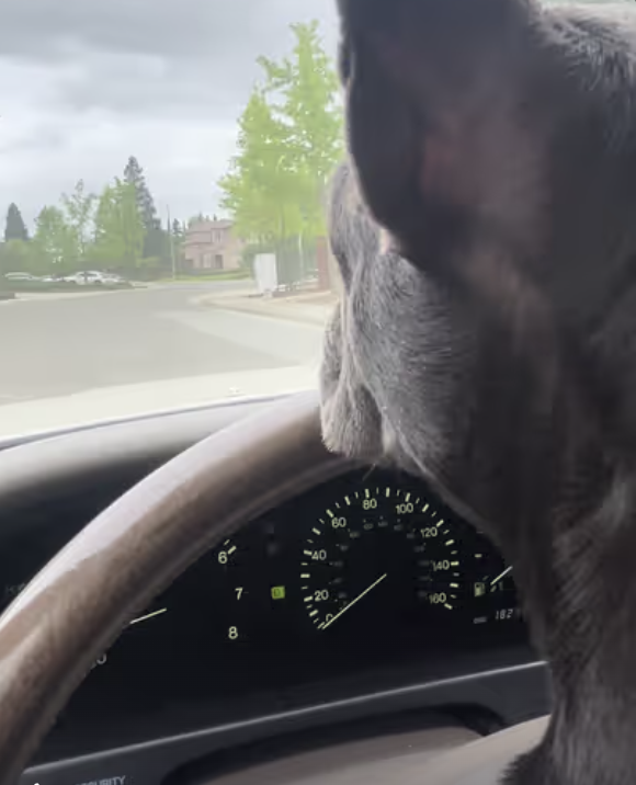 Frenchie working as a Neighborhood Watch !!!